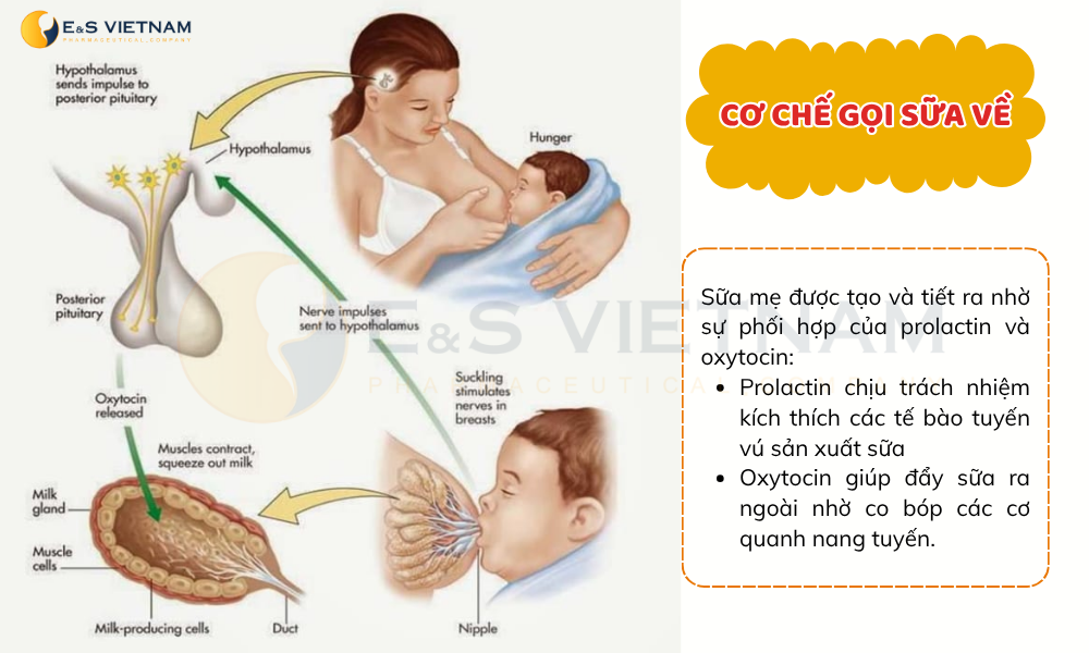 Cách kích sữa về nhiều