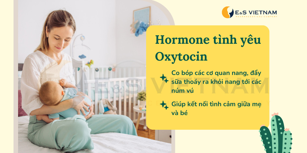 Hormone-tinh-yeu-Oxytocin