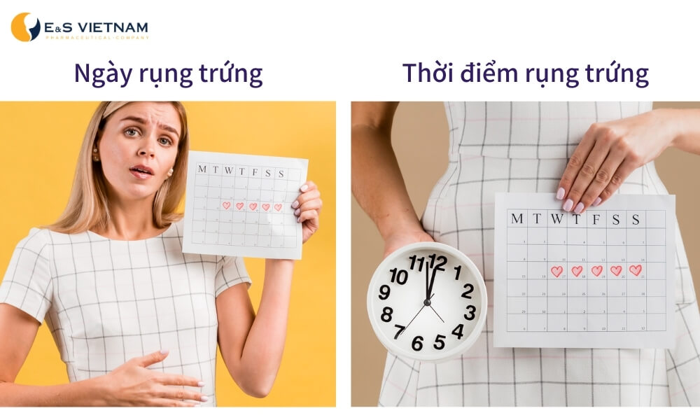 Cơ hội mang thai khi quan hệ vào ngày rụng trứng và thời điểm rụng trứng là khác nhau