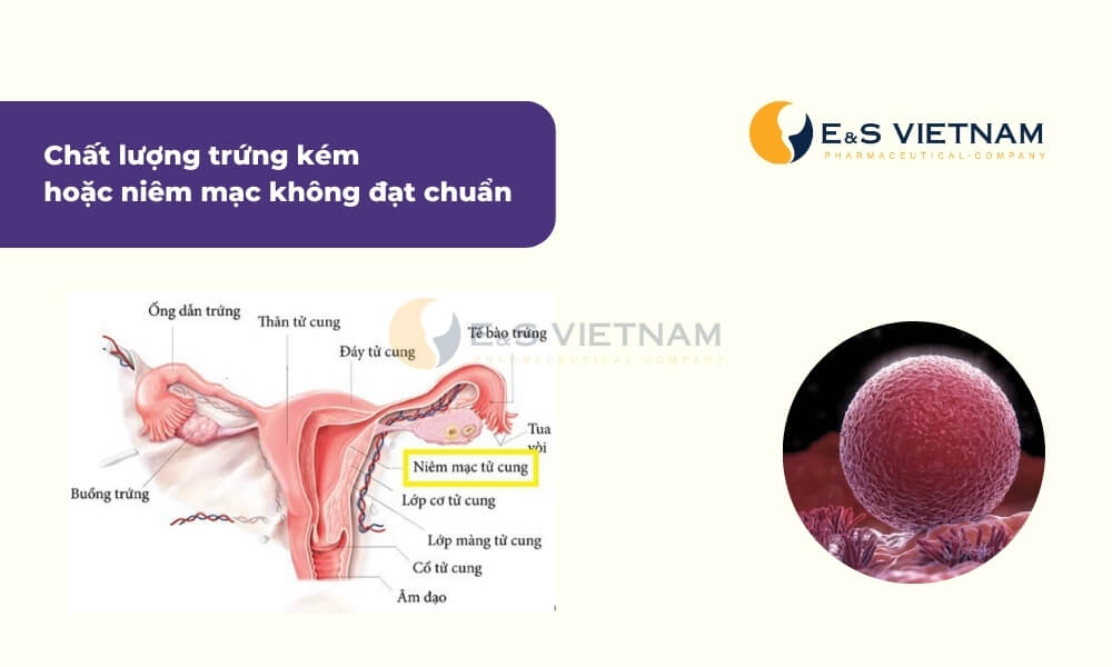 Trứng kém, niêm mạc không đạt chuẩn khiến phụ nữ khó có thai