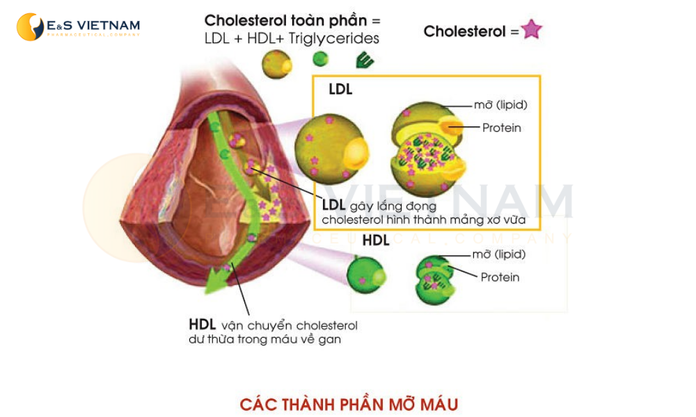 Các thành phần phản ánh tình trạng rối loạn mỡ máu