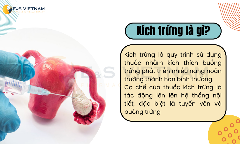 Nếu uống thuốc kích trứng thì sau bao lâu thì trứng rụng?