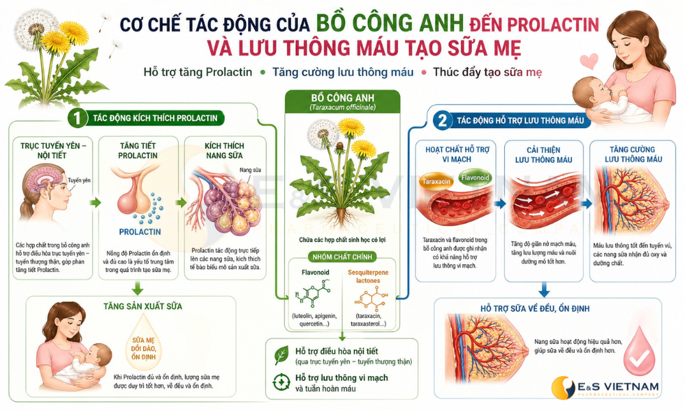 Phân tích khoa học Bồ Công Anh có chất gì mà giúp lợi sữa?