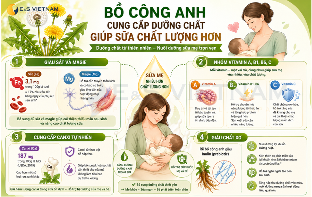 Phân tích khoa học Bồ Công Anh có chất gì mà giúp lợi sữa?