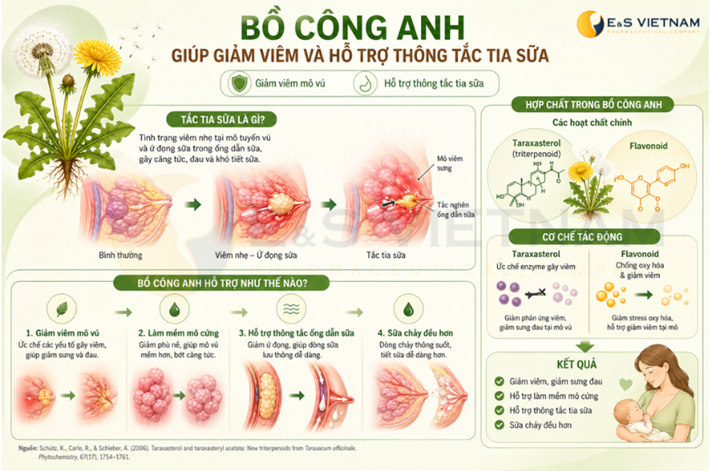 Phân tích khoa học Bồ Công Anh có chất gì mà giúp lợi sữa?